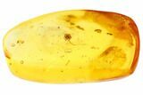 Detailed Fossil Spider (Aranea) In Baltic Amber #84618-3